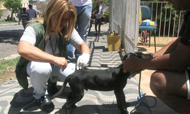 Campanha de vacinação de cães e gatos inicia nesta segunda em Santos