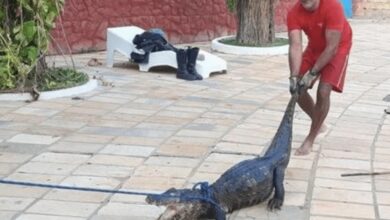 VÍDEO: Jacaré é resgatado em piscina de clube em Caldas Novas