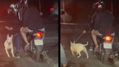 VÍDEO - Homem agride cachorro enquanto dirigia moto em Praia Grande