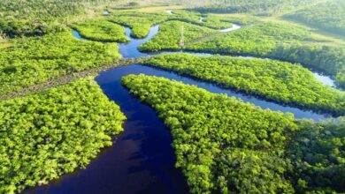 Brasil celebra o Dia da Amazônia neste sábado