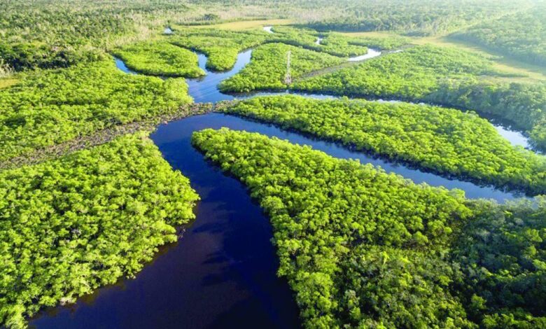 Brasil celebra o Dia da Amazônia neste sábado