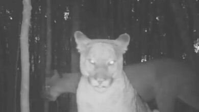 Momento raro flagra onças-pardas encarando câmera no litoral de SP