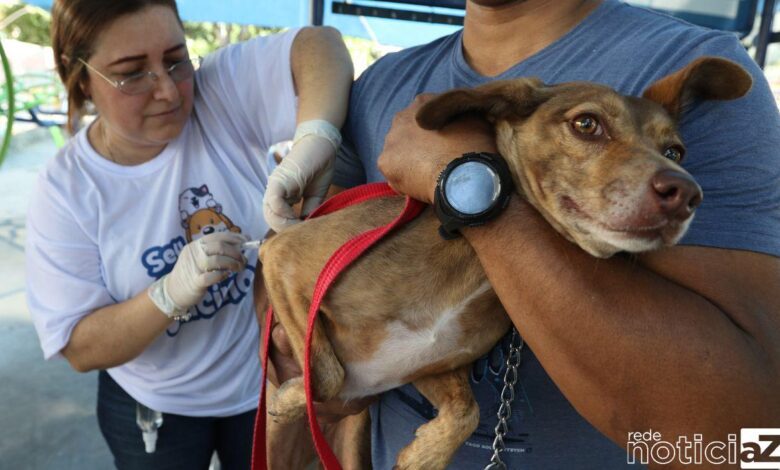 Saiba porque é importante vacinar o cão contra a raiva