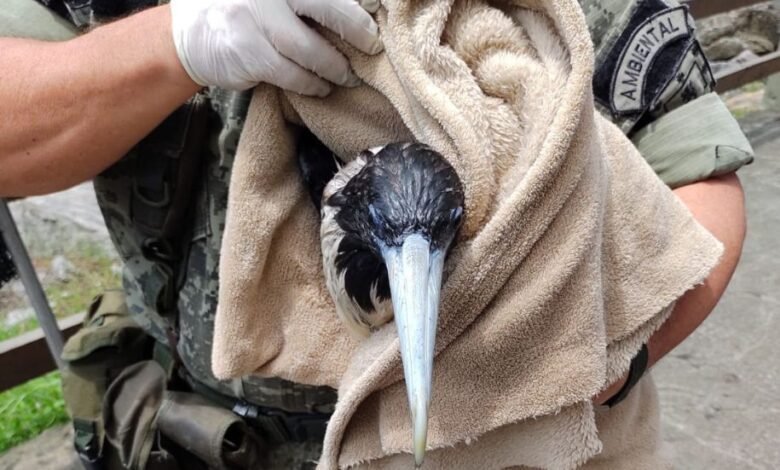 Em ação conjunta, Centro de Controle Operacional e GCM Ambiental resgatam ave marinha, em São Vicente
