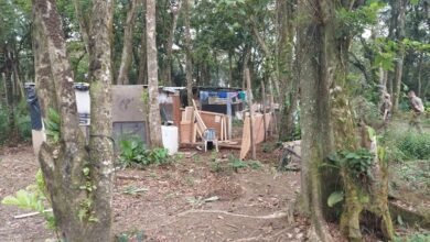Em três dias, quatro pessoas são detidas por desmatamento e construções ilegais em Praia Grande