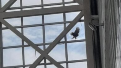 VÍDEO – Ave de rapina invade universidade no litoral de SP e fica presa