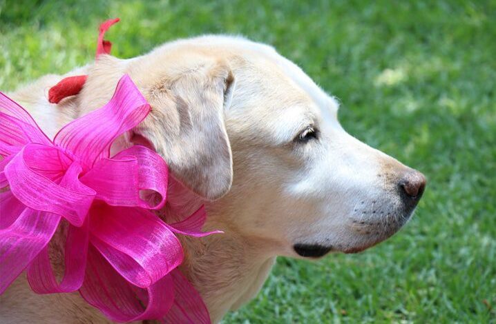 Câncer de mama em pets é uma doença comum e silenciosa