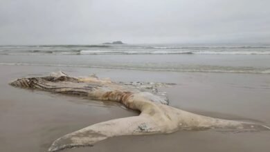 VÍDEO - Carcaça de baleia é encontrada em praia do Guarujá