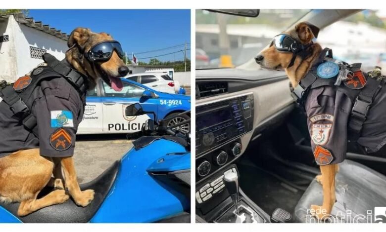 Cachorrinho é adotado pela PM do Rio de Janeiro e se torna sensação