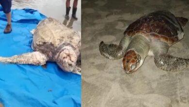 Três tartarugas são encontradas mortas em Praia Grande