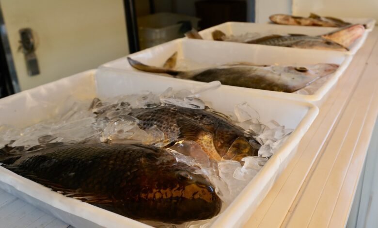 Feriado terá pescados a preços acessíveis em Guarujá
