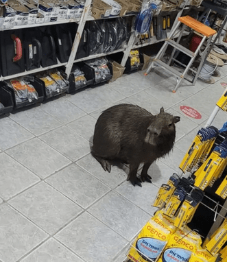 Capivara é encontrada dentro de loja de materiais de construção