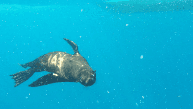 Lobo-marinho volta à natureza após quatro meses de tratamento em Ubatuba