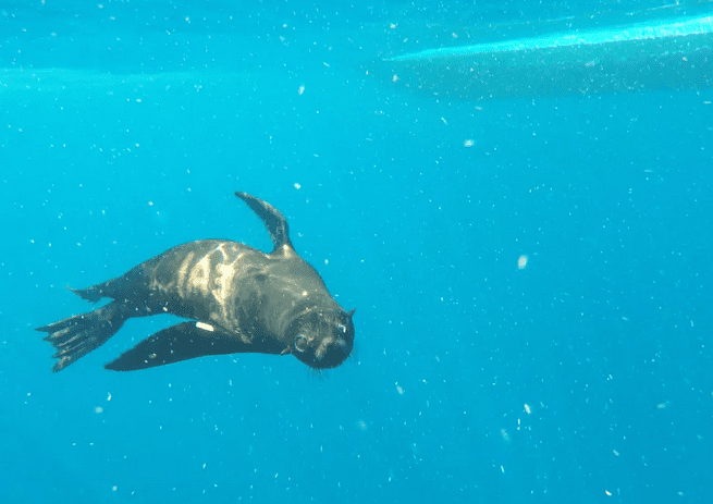 Lobo-marinho volta à natureza após quatro meses de tratamento em Ubatuba