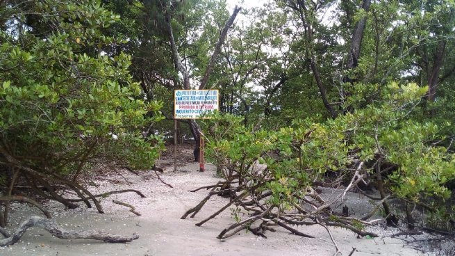 Prefeitura de São Sebastião realiza ações ambientais em mangues do município