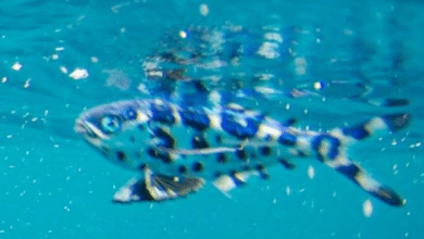 Peixe-português raro é flagrado nadando no Litoral de SP