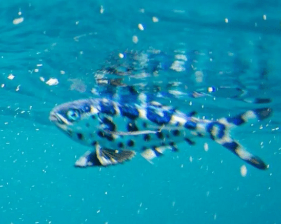 Peixe-português raro é flagrado nadando no Litoral de SP