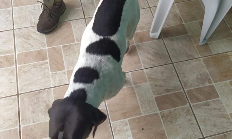 VÍDEO - Homem é flagrado batendo em cachorro