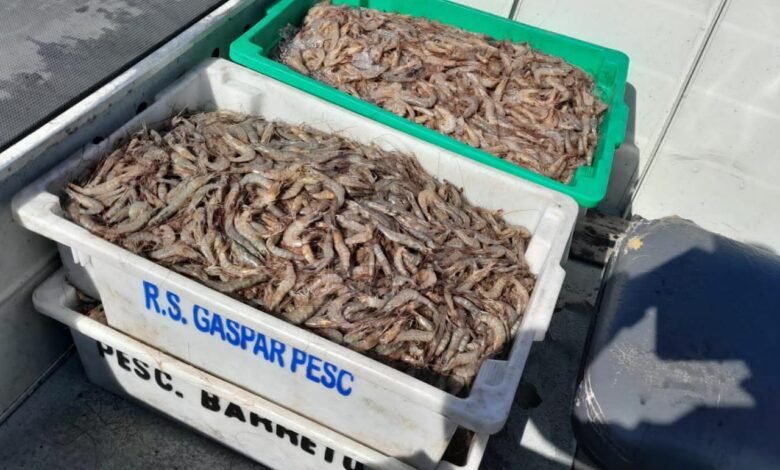 VÍDEO - Polícia Ambiental flagra embarcação de Santa Catarina pescando sem licença em Cananéia