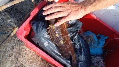 VÍDEO - Polícia Ambiental devolve ao mar três garoupas em período de defeso