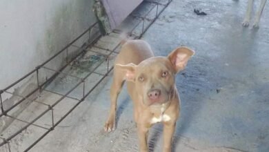 Polícia Civil localiza cachorro furtado de residência em Mongaguá, SP