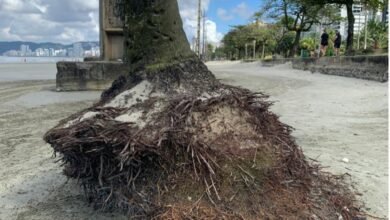 Coqueiros serão transferidos na faixa de areia da orla de Santos
