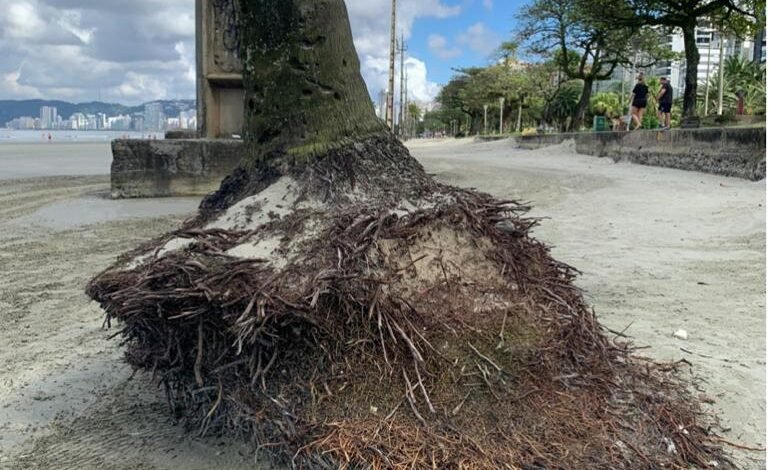 Coqueiros serão transferidos na faixa de areia da orla de Santos