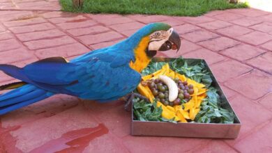 Zoológico do interior de SP oferece cardápio para animais inspirado na Copa do Mundo