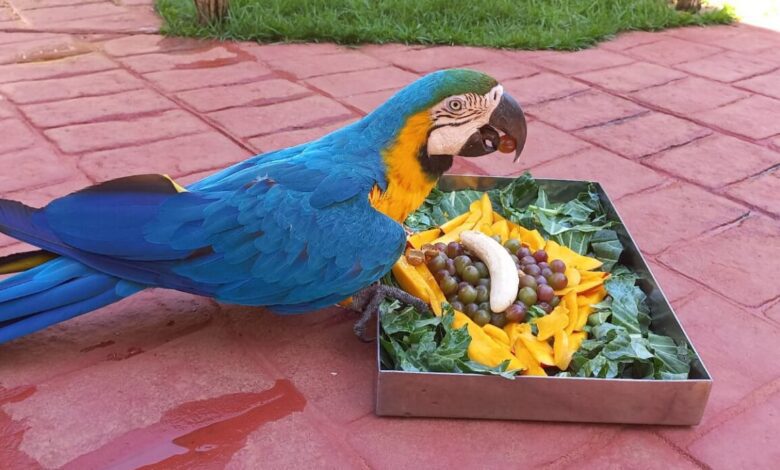 Zoológico do interior de SP oferece cardápio para animais inspirado na Copa do Mundo