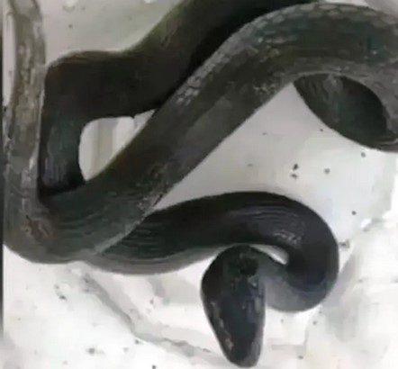 Banhistas são surpreendidos com cobra em praia de Guarujá