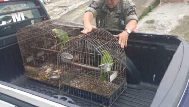 Guarda Civil Militar Ambiental de São Vicente resgata 17 aves silvestres