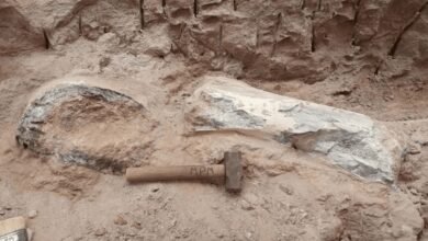 fósseis de dinossauro