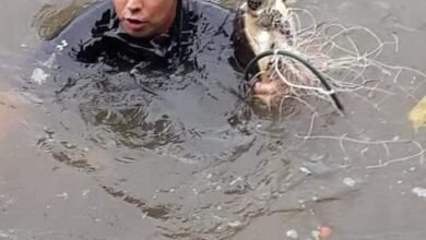 Polícia Militar Ambiental Marítima de São Paulo apreende mais de 50 quilômetros de redes de pesca entre janeiro e novembro deste ano