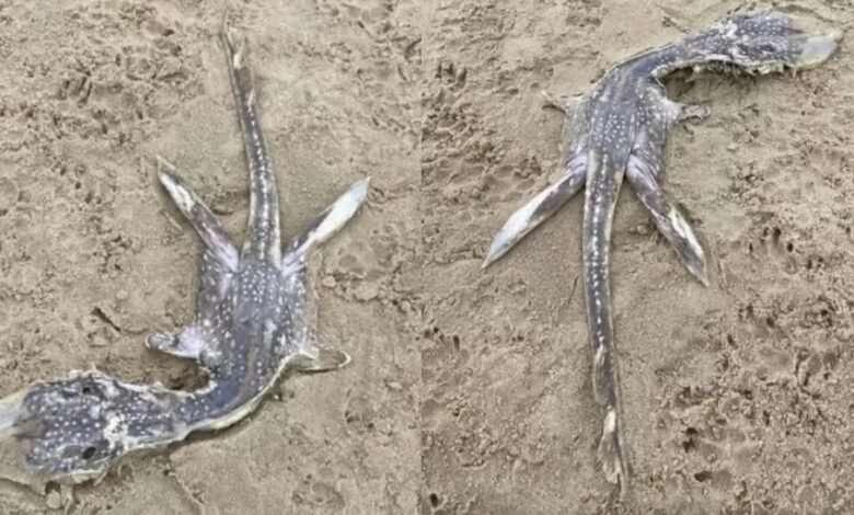 Internautas criam lista com as criaturas mais exóticas achadas no litoral brasileiro