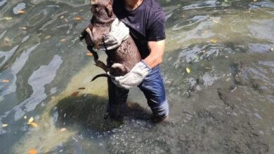 Secretário ajuda resgatar cadela caída em canal de Santos