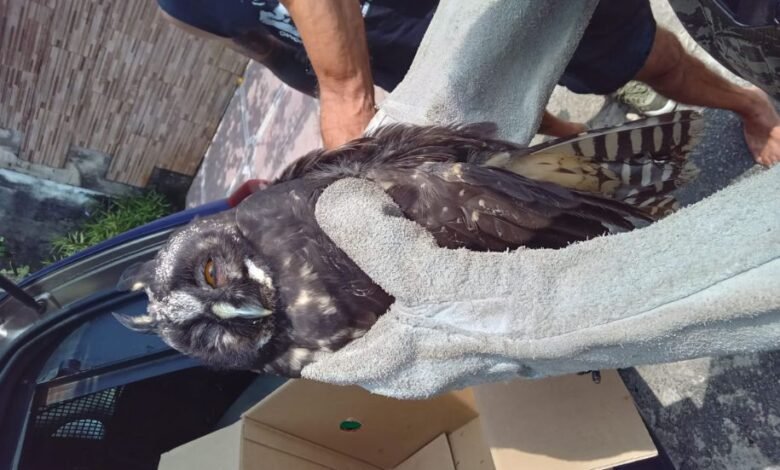 Coruja com pata machucada é resgatada em São Vicente