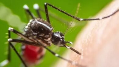 Cidades do Litoral Norte tem alta superior a 100% de casos de dengue