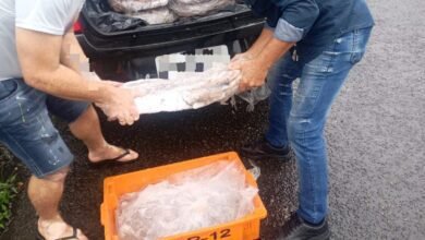 Polícia Ambiental flagra armazenamento irregular de Polvo em Guarujá