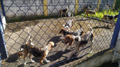 VÍDEO - Cinco pessoas suspeitas de envolvimento em caça ilegal são presas em Registro