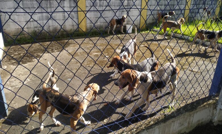 VÍDEO - Cinco pessoas suspeitas de envolvimento em caça ilegal são presas em Registro