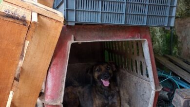 Homem é preso por maus tratos a animais na cidade de Itanhaém