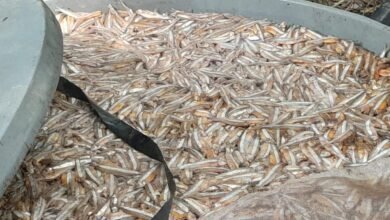 VÍDEO - Polícia Ambiental localiza 5 toneladas de pescado de forma irregular