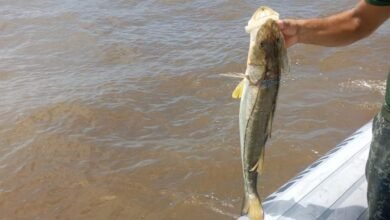 Polícia Ambiental retira rede de pesca irregular armada do mar