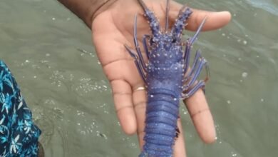 Espécie rara de lagosta azul é encontrada pela segunda vez no Brasil