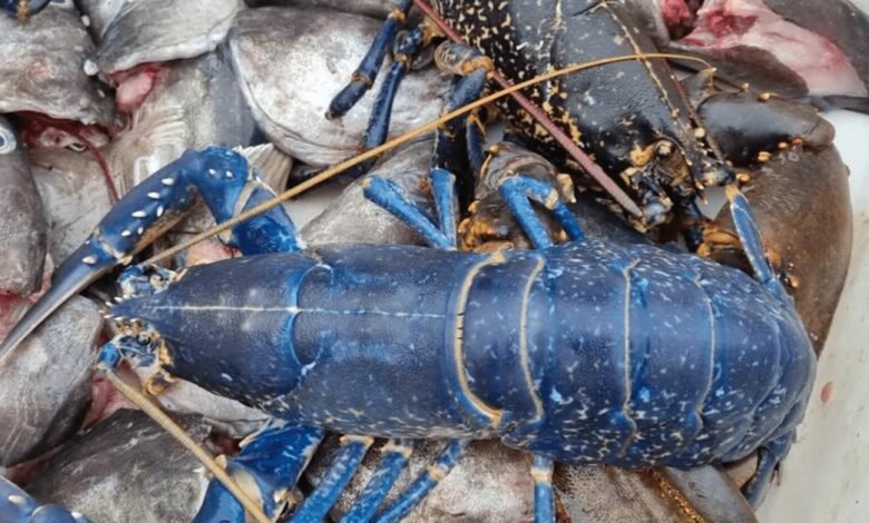 Pescador encontra rara lagosta azul