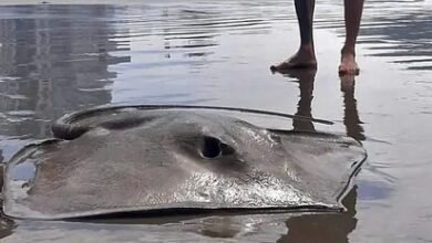 Raia-lixa morta é encontrada na areia de Praia Grande