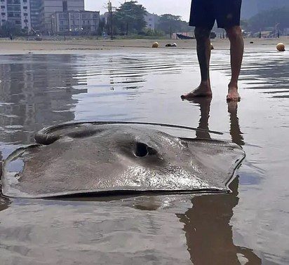 Raia-lixa morta é encontrada na areia de Praia Grande