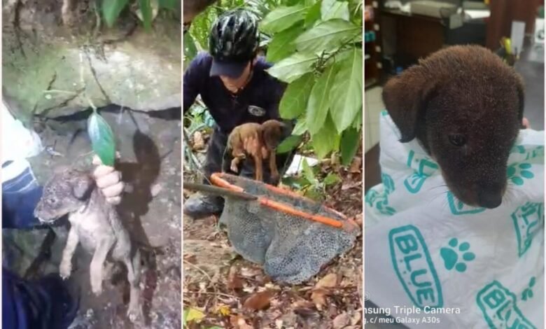 Filhote de cachorro é resgatado de ribanceira por equipe ambiental da GCM de Santos