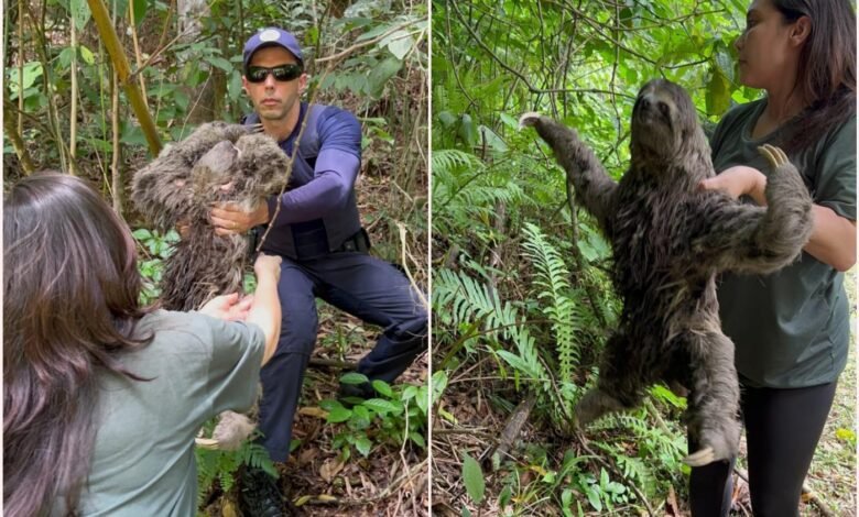 Bicho-preguiça volta para casa após ser atropelado e receber cuidados no Orquidário de Santos