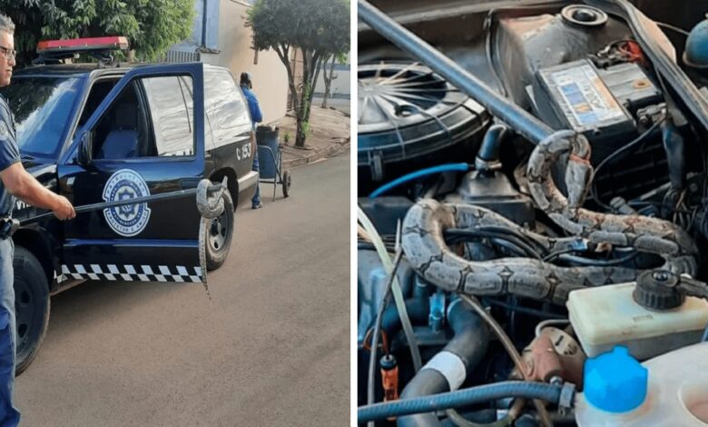 Jiboia é encontrada dentro de motor de carro no interior de SP